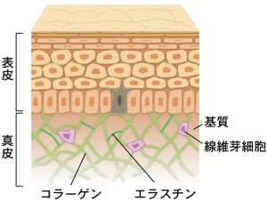 繊維芽細胞